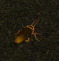 Image of Locust