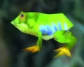 Green Frog