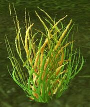 Sungrass