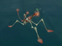 Image of Mirror Strider