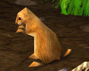 Plump Marmot