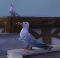 Image of Rustberg Gull