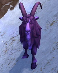 Image of Kafa-Crazed Mountain Goat