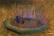 Blue Raptor Nest.jpg