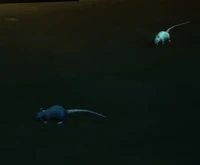 Image of Deadmines Rat