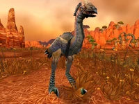 Image of Wayward Plainstrider