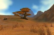 Barrens at Day