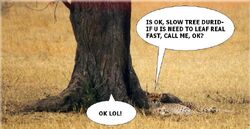 Tree-dont-run.jpg