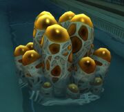 Egg Pods