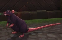 Image of Volatile Rat