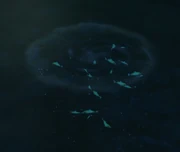 A school of Rasboralus