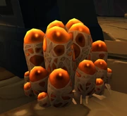 Aqir Egg Cluster