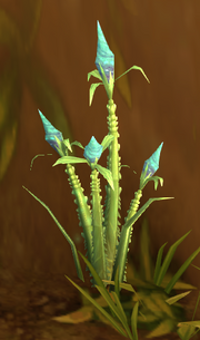 Nagrand Arrowbloom