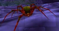 Image of Maexxna Spiderling