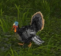 Image of Highlands Turkey