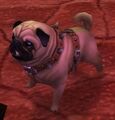 Pug