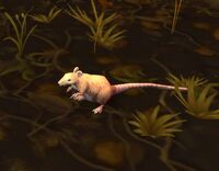 Image of Lowland Rat