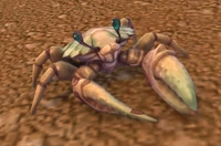 Image of Encrusted Surf Crawler