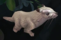 Image of River Otter