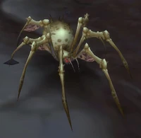 Image of Boneshallow Spider