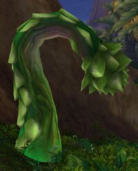 Image of Creeping Vine