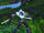 Astranaar Skirmisher