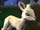 Gleamhoof Fawn