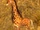 Giraffe Calf