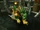 Epic-Green-Windrider.jpg