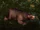 Pacified Hyjal Bear