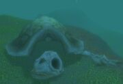 Skeletal Sea Turtle