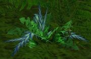 Dreamfoil.jpg