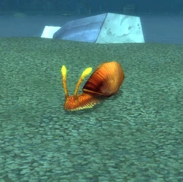 Shimmershell Snail