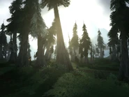 Sunlight through the trees.