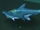 Hammerhead Shark