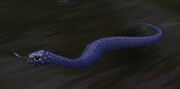 BlackKingsnake