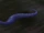 Black Kingsnake