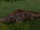 Riverbed Crocolisk