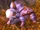 Direhorn Runt