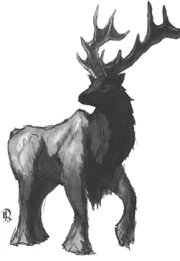 Elk