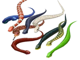 Snake