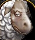 Sheep face.jpg