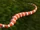 Coral Snake