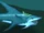 Great Shark