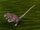 Redridge Rat