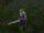 Ashenvale Skirmisher