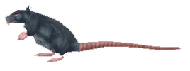 Rat