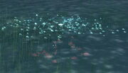 School of Red Snapper