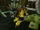 Epic-Purple-Windrider.jpg