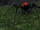Vicious Night Web Spider